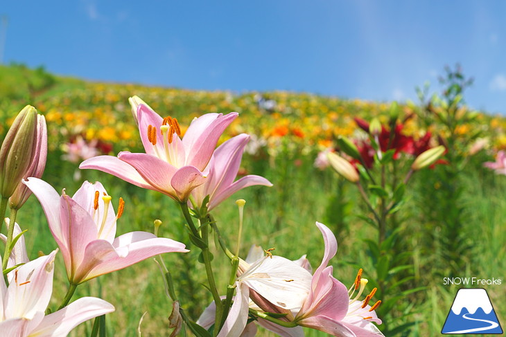 北海道最大級、213万輪のゆりの花！『オーンズ春香山ゆり園』